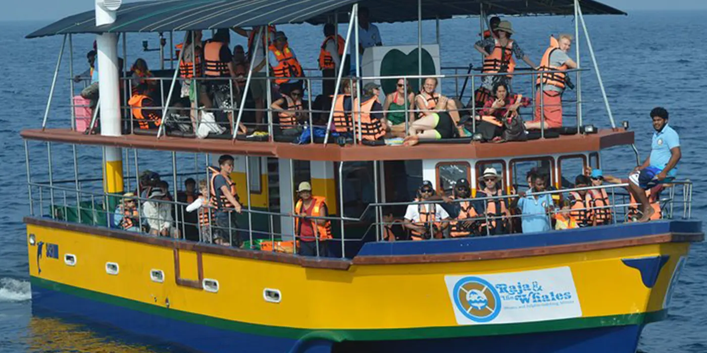 whale watching mirissa